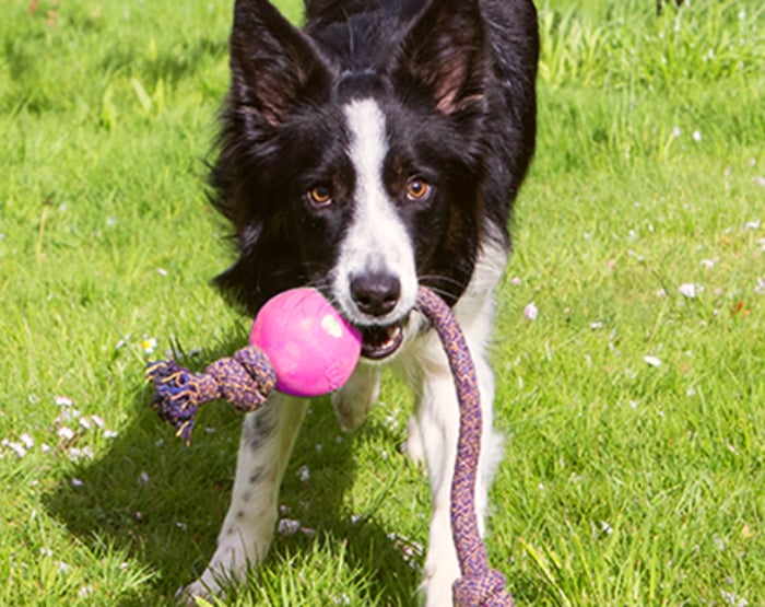 25 Best Outdoor Dog Toys for Summer